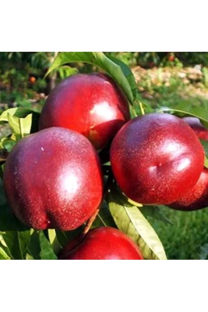 Нектарин Хоней Хейвен на дереві, великі червоно-жовті плоди серед липневого листя